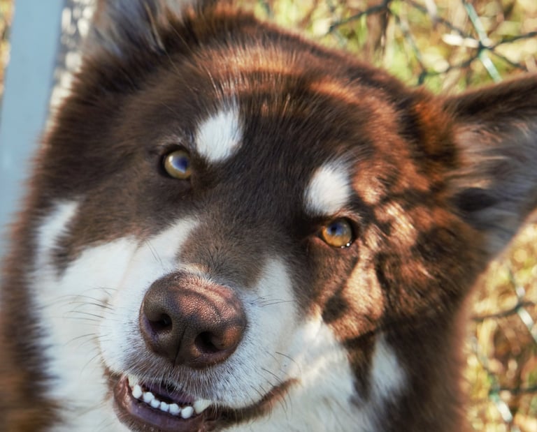 alaskan malamute mogano bianco, mohogany
