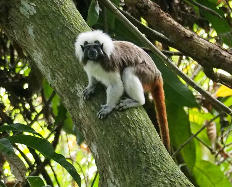 Titi Monkey