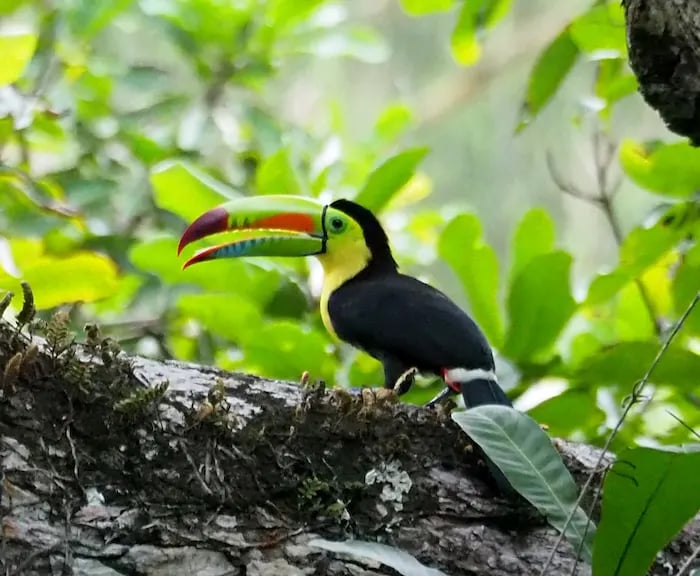 A keel-billed toucan with a vibrant rainbow beak perched on a mossy branch in a tropical rainforest.