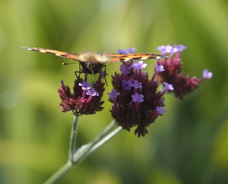 "Painted Lady on Verbena" by Anne Farrell