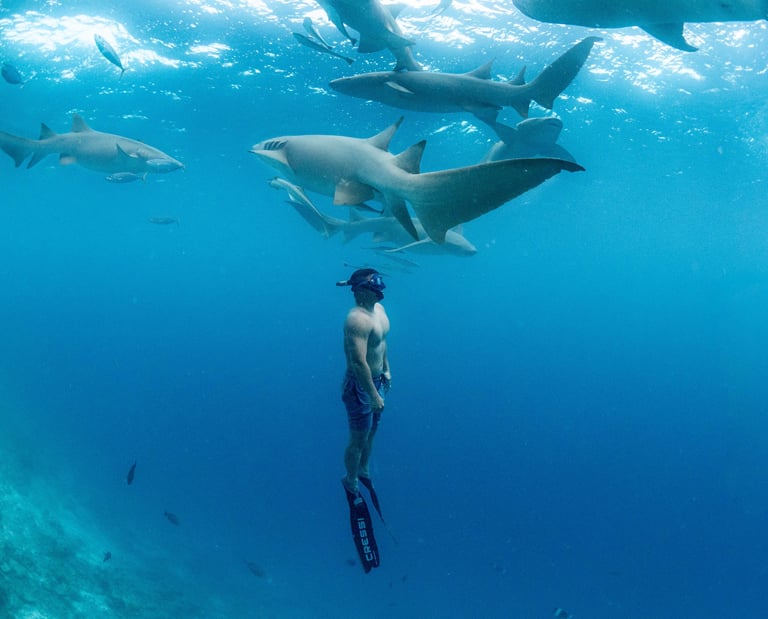 Nurse Shark excursion in Maldives. Freediving with Nurse sharks.