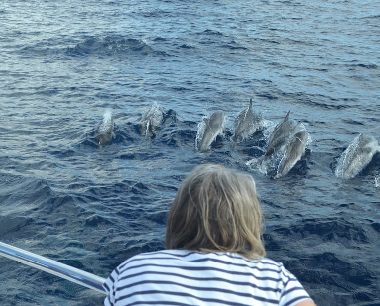 Exciting dolphin sightings in Madeira with VIP Dolphins, showing a large pod of dolphins jumping in the wake of a tour boat.