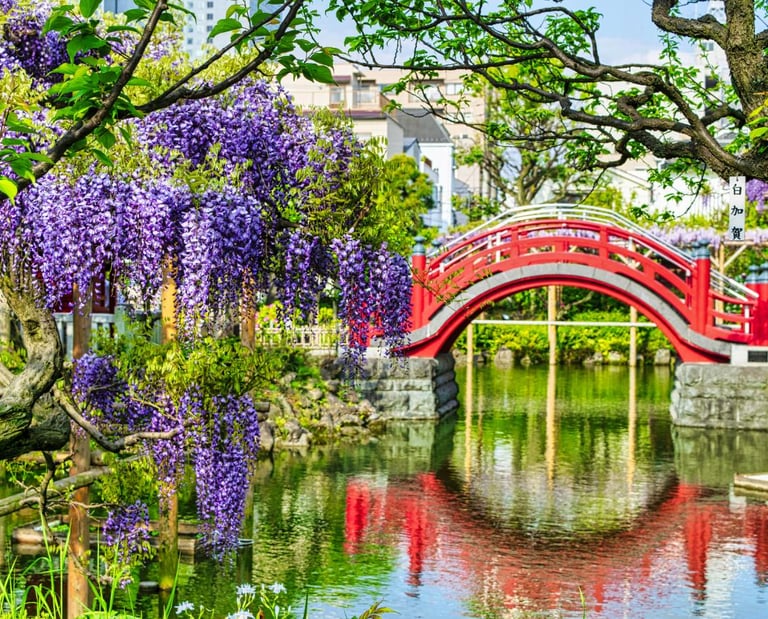 a red bridge in the kameido temple with purple flowers and a red bridge