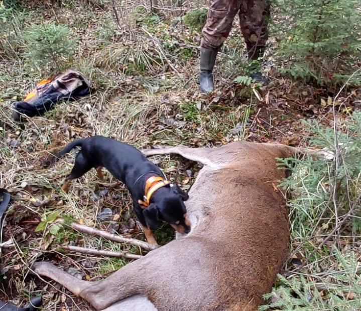 Jagdtrophäe in Lettland