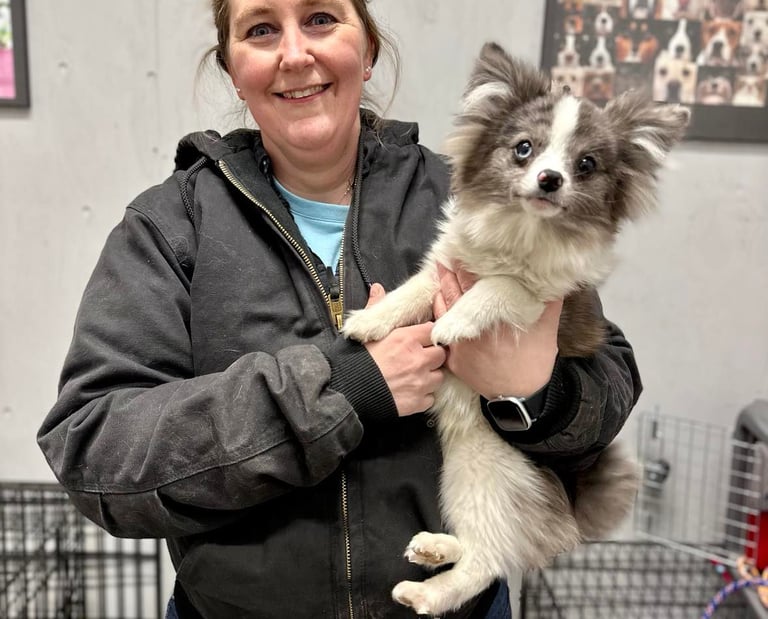 Beginner 4 week dog training course.