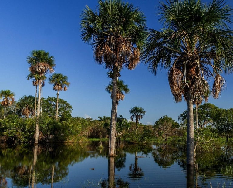 Meta, Colombia, Terra Forest