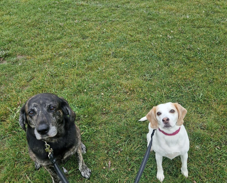 dog walker