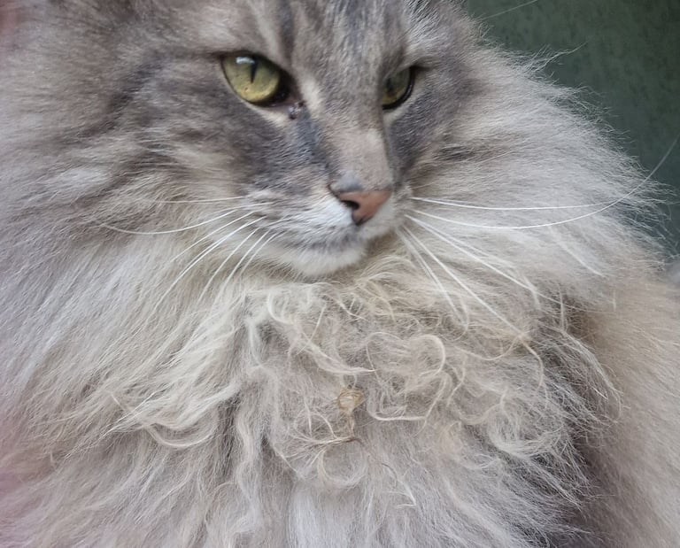 cat visits Doncaster