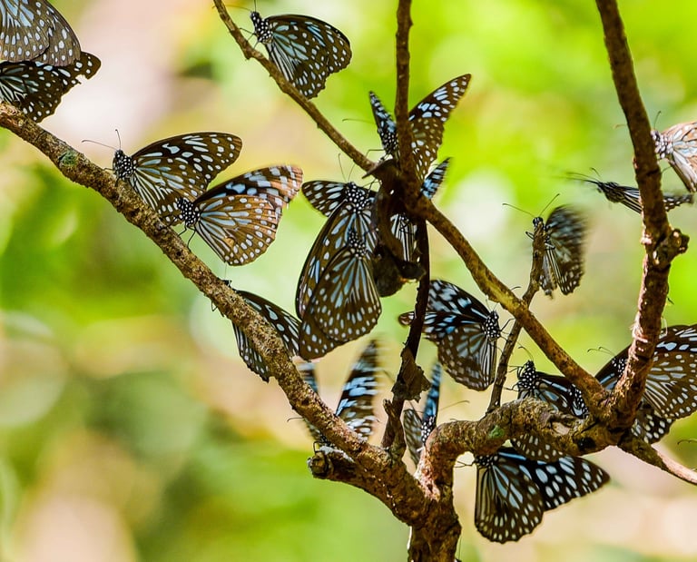 Services regarding setting up butterfly garden, organic farming and sustainable farming practices.