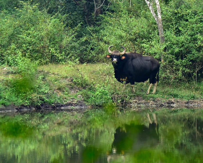Services in Wildlife conservation, man-animal conflict, climate change, ecology and taxonomy.