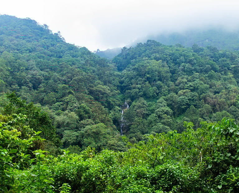 Tropical forest from the Western ghats mountain ranges in Kerala. Biodiversity assessment, wildlife conservation, taxonomy