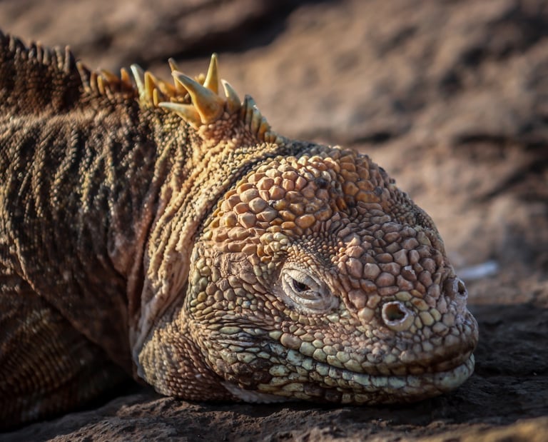 sustainable luxury travel galapagos eco friendly responsible tourism