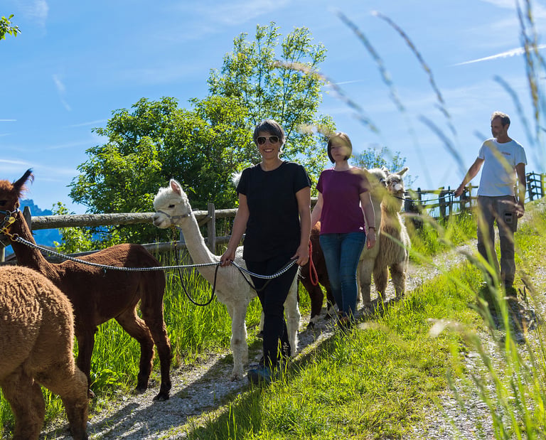 Visit Stamma Alpaca | Outdoor Alpaca Adventures