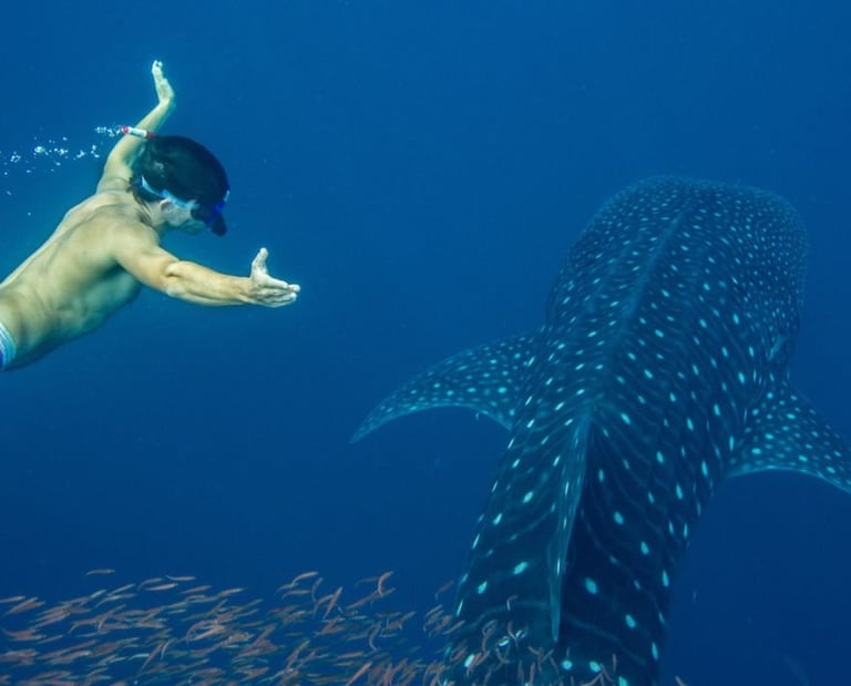 swimming with the whale shark Puerto Princesa Palawan
