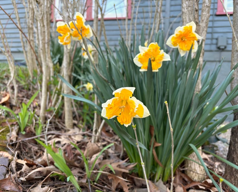 Daffodils at Mallow Rose Cottage garden, March 2024