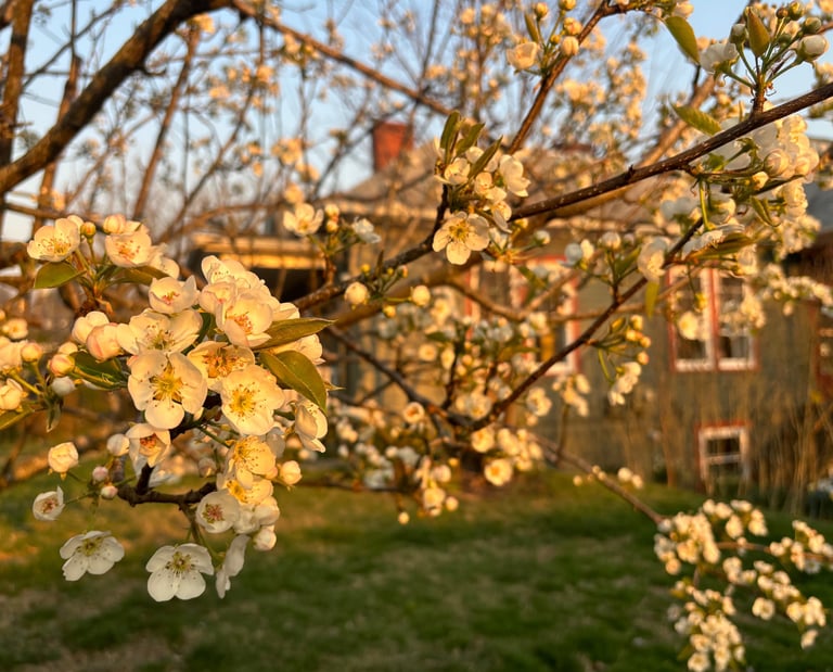 Pear blossoms at Mallow Rose Cottage Spring 2024