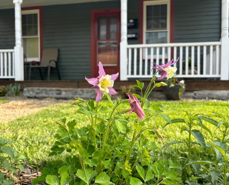 Columbine at Mallow Rose Cottage, Spring 2024