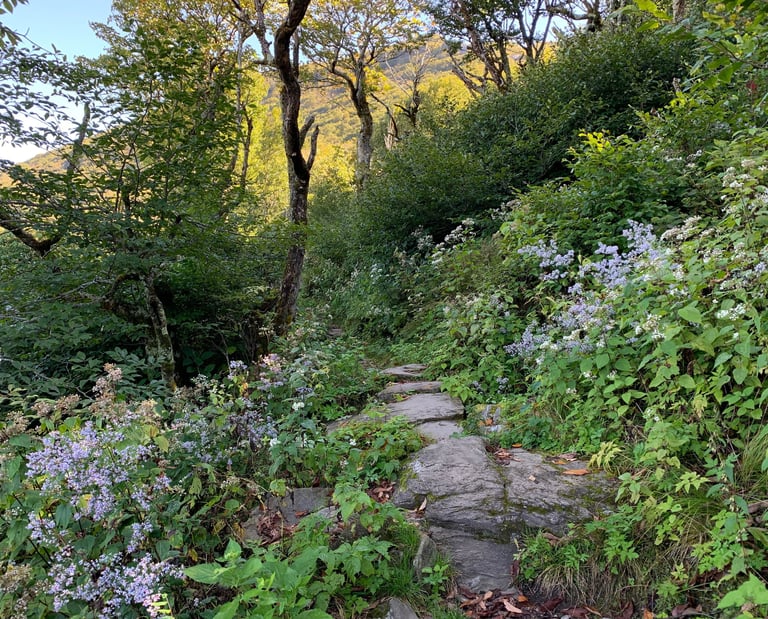 A stone pathway through wildflowers in Craggy Gardens September 2022