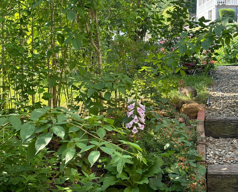 Little Bunny Foo Foo at Mallow Rose Cottage, Summer 2024