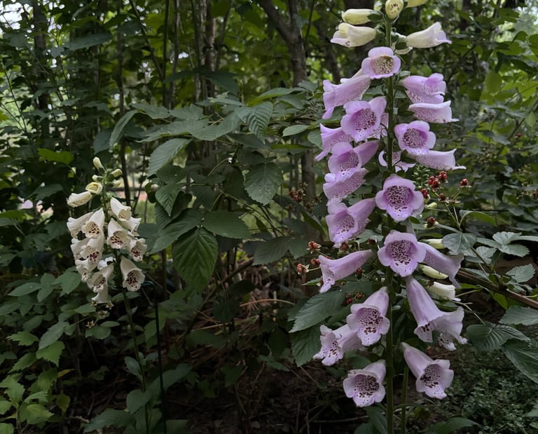 Foxgloves along the Poison Path at Mallow Rose Cottage, Summer 2024