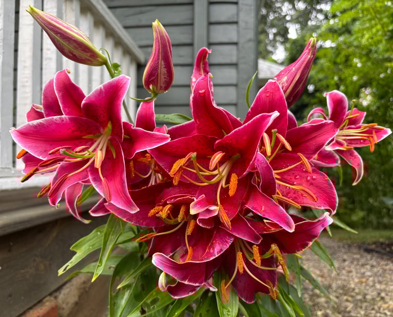 Oriental Lilies at Mallow Rose Cottage, Summer 2024