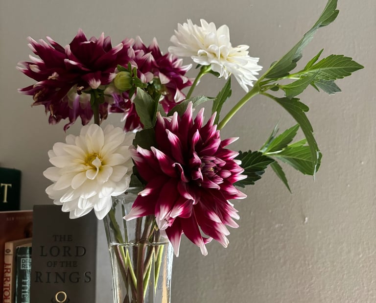 Cut dahlias at Mallow Rose Cottage, Summer 2024