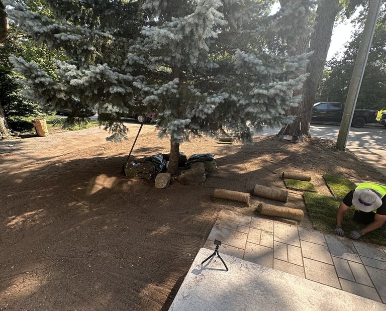 Fresh Kentucky Bluegrass sod installed by Grassco Landscaping