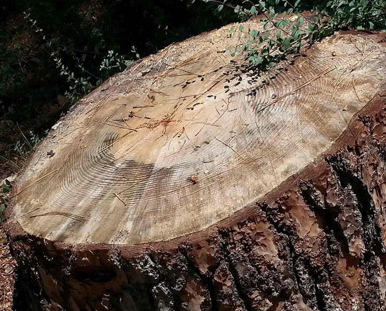 tree removal essex