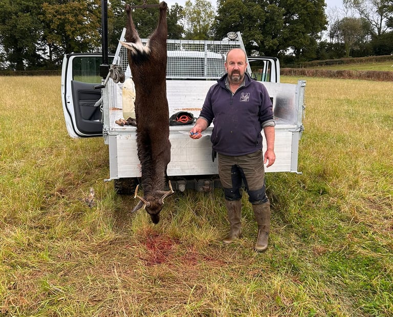 roe deer culled