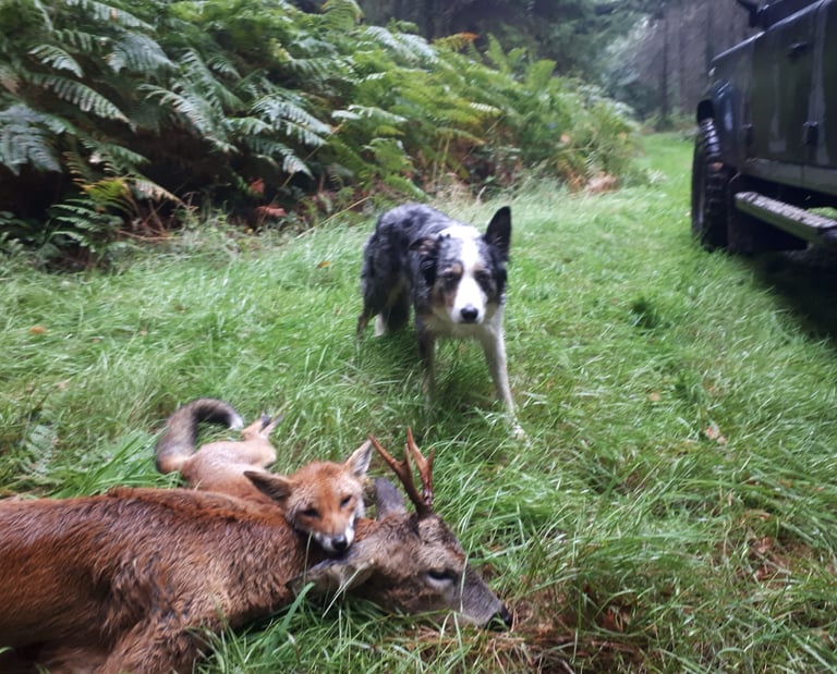 culled deer and fox