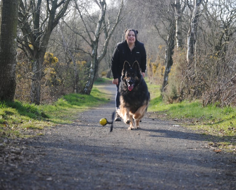 Bruce the German Shepherd running for a ball in the woods