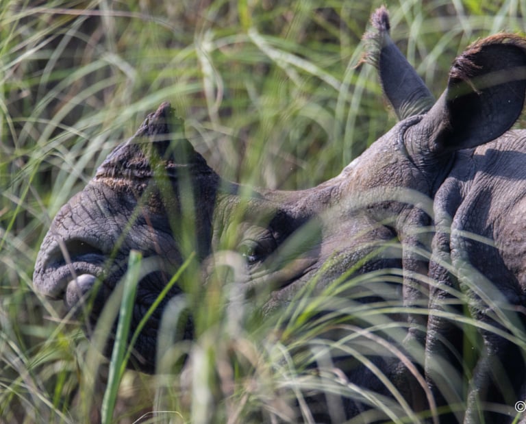 Rhino in the grass in Bardiya