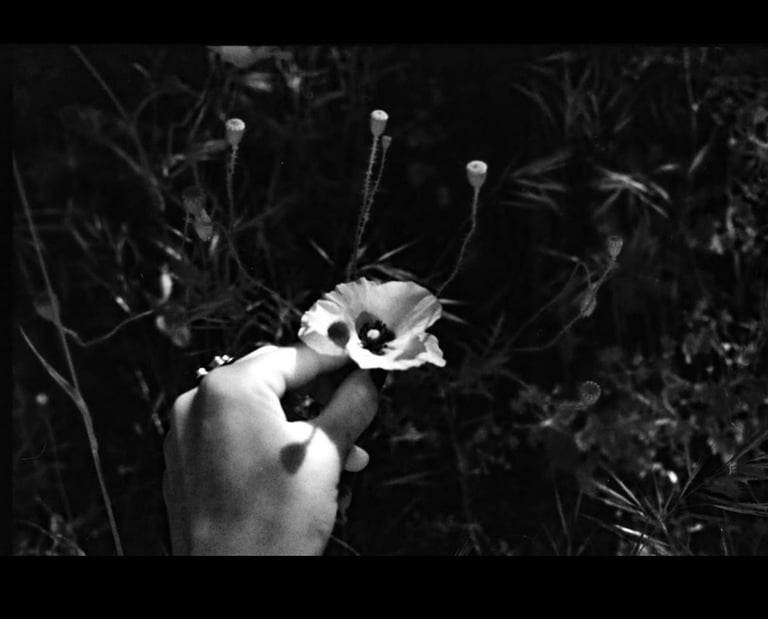 a delicate black and white image of a hand picking a beautiful flower