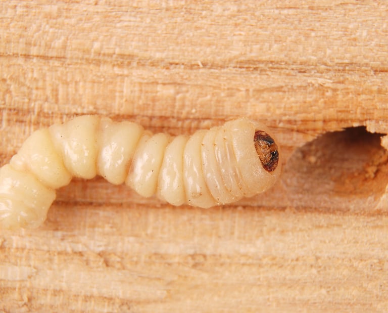 larve de capricorne des maisons