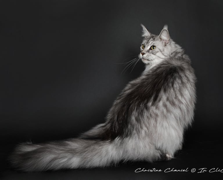 Maine coon femelle