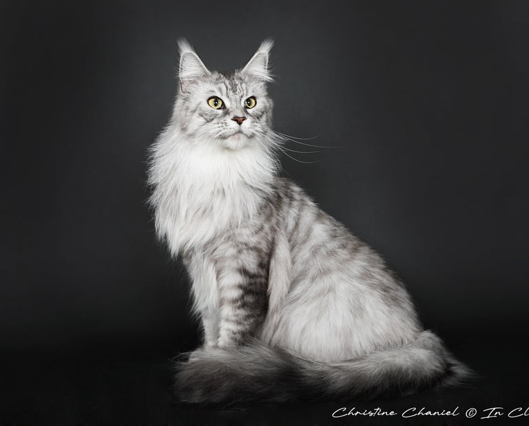 Maine Coon à lélevage Des Rives De Riss