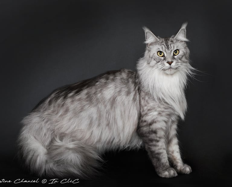 Chat de race Maine Coon