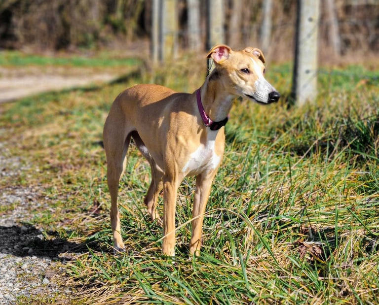lévrier whippet à l'élevage Des Rives De Riss
