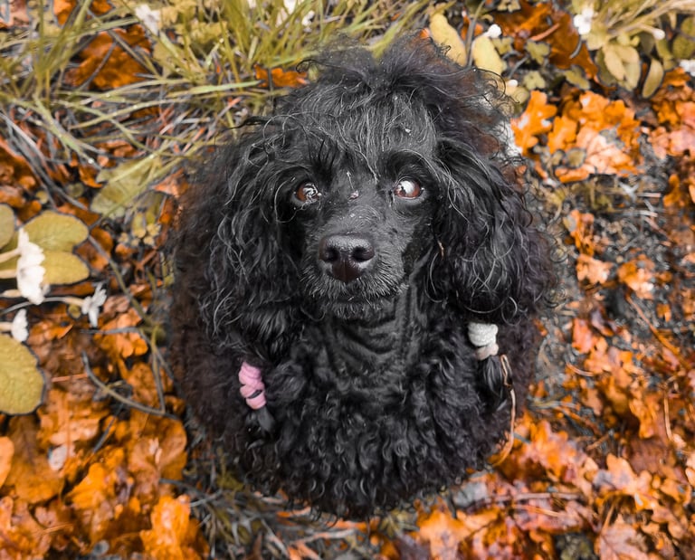 Caniche toy à l'élevage Des Rives De Riss