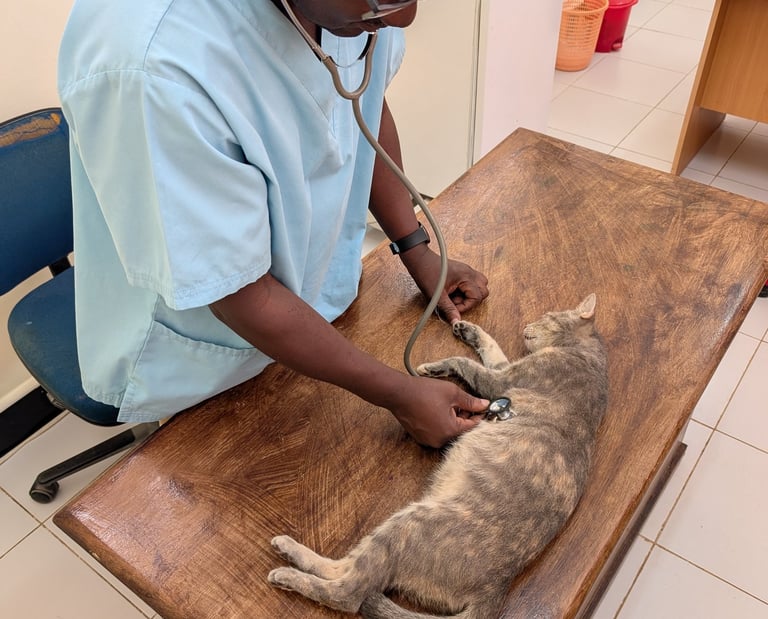 vet dr. peter is examine a cat with the stethoscope