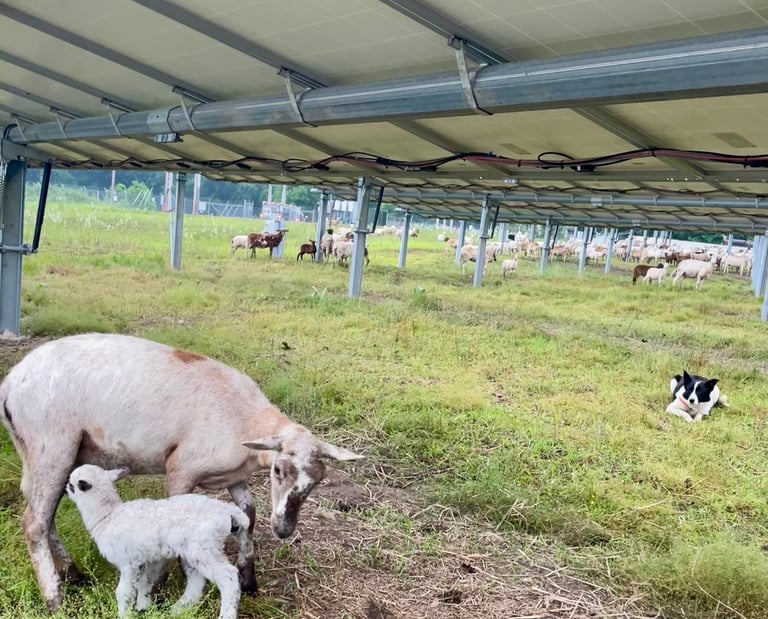 Lamb and ewe underneath solar panels