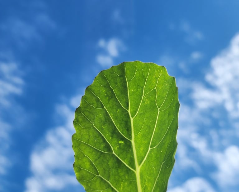 Close-up of a vibrant green organic leaf held against a bright blue sky with wispy clouds.