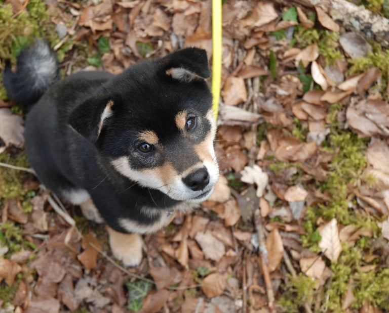 communication animale à distance