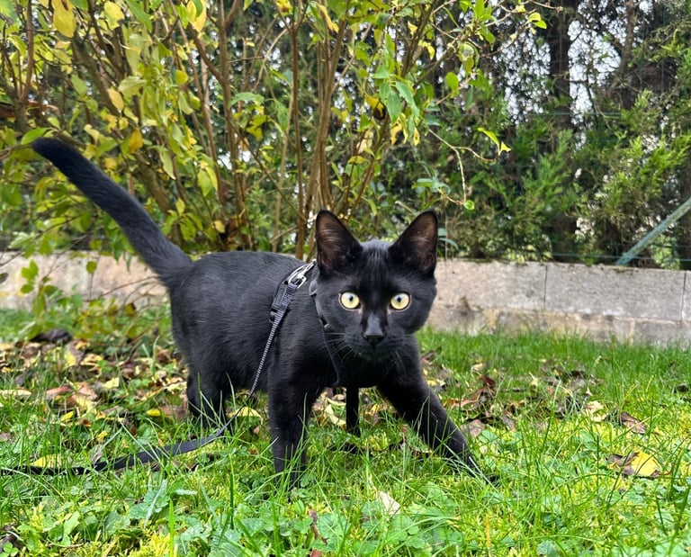loki et compagnie communication animale dijon