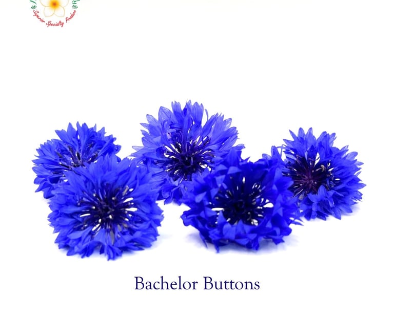 Flower Bachelor Buttons