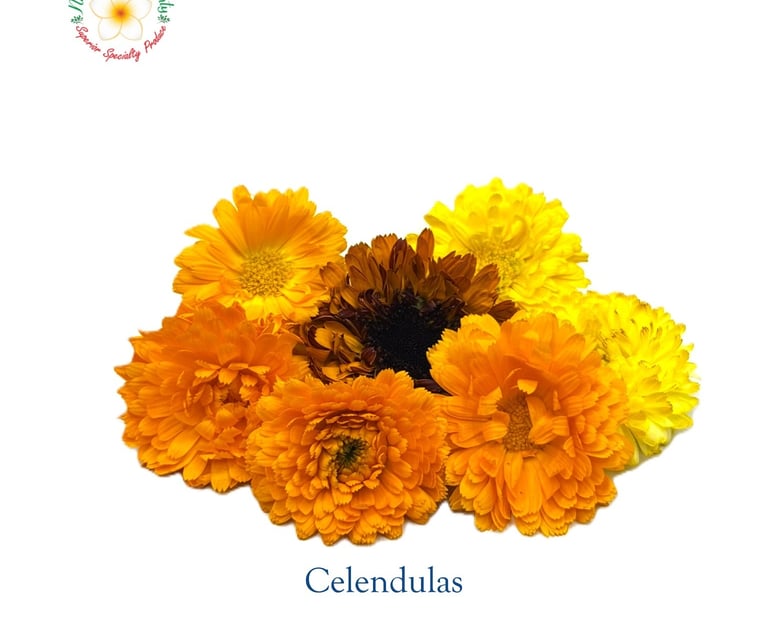 Flower Calendulas