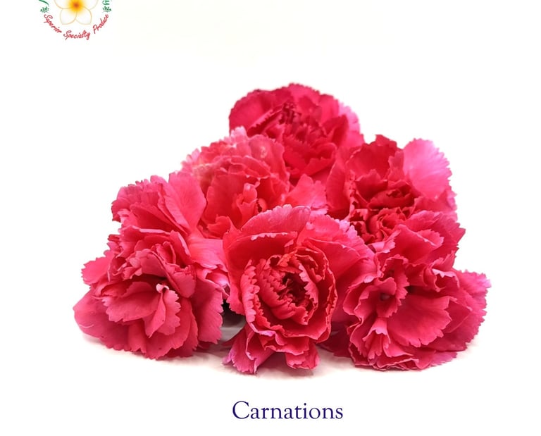 Carnation Flowers