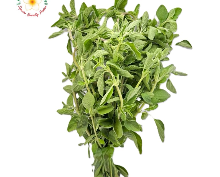 Fresh Oregano