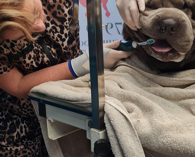 Positive teeth cleaning experience