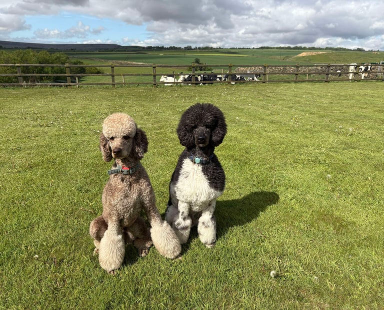 Walt and Disney, our standard poodles